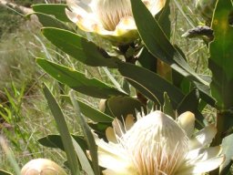 Protea dracomontana green buds, white heads